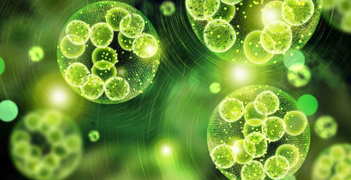 MEET NATURAL SLEEP FROM MICROALGAE